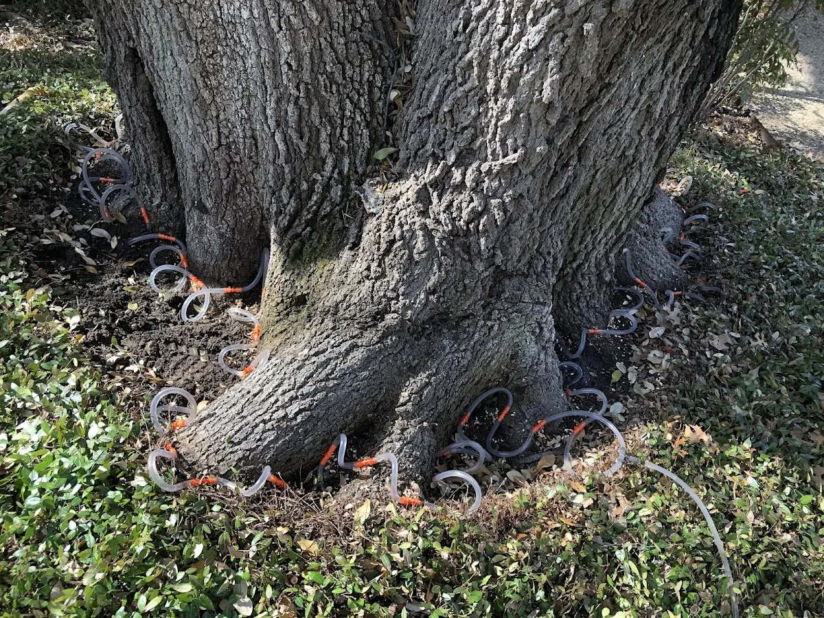 Detailed Tree Cabling and Bracing job site in Keo