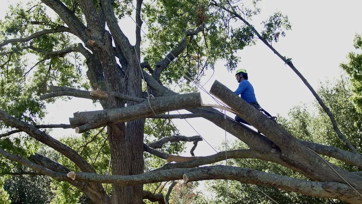 Professional Hazardous Tree Removal performed by certified arborists in Keo